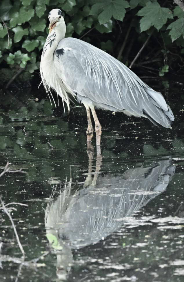 outsideleft writer image of Ogglypoogly